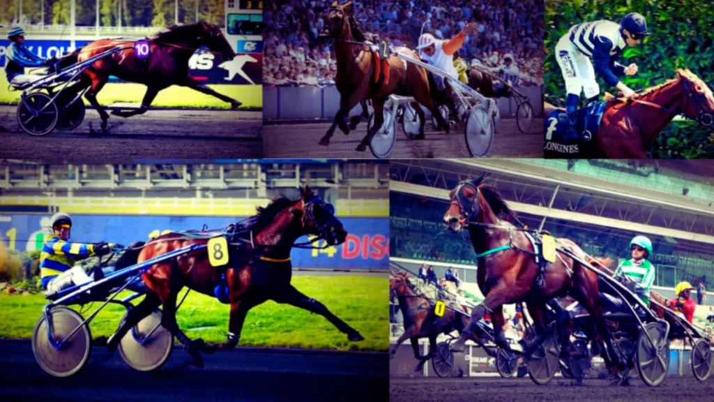 Pmu Quinte VIP Tips, Results and Daily Picks