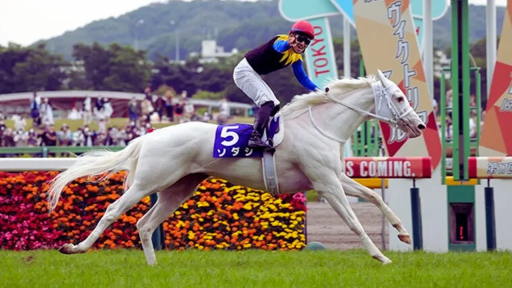 Tresor Turf Picks and Results for Daily Racing